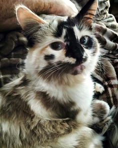 a black and white photo of a cat sitting on someone's lap looking at the camera