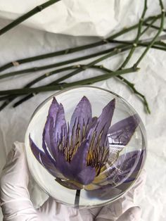 a person in white gloves holding a glass bowl with purple flowers inside