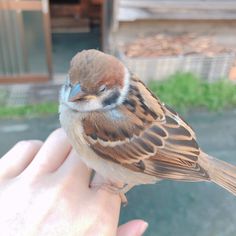 a small bird sitting on top of someone's hand