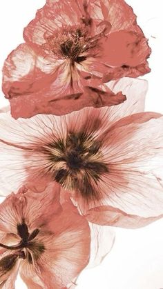 three pink flowers are shown in this artistic photo