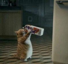 an orange and white cat playing with a box on top of a tiled floor in a kitchen