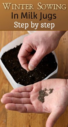 man with seeds in one hand placing them in milk just, winter sowing Winter Vegetable, Beautiful Outdoor Living Spaces, Vegetable Garden Planning, Planting Ideas