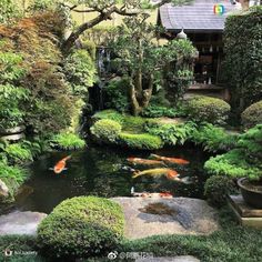 a japanese garden with koi fish swimming in the water