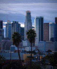 the city skyline is lit up at night with palm trees in foreground and skyscrapers in the background