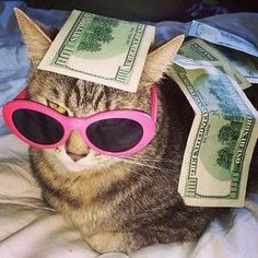 a cat with sunglasses and money on its head