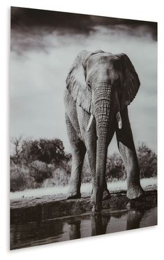 an elephant standing next to a body of water with trees and clouds in the background