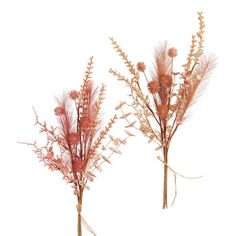 three dried flowers are shown on a white background