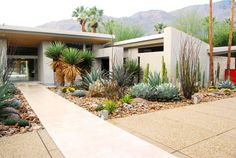 a house with cactus and cacti in the front yard