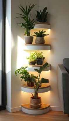 some plants are sitting on shelves in the corner