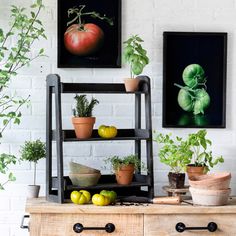 there are many potted plants on the shelf in front of the wall with pictures above them