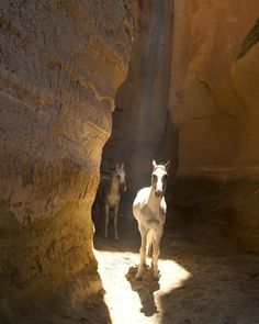 two horses are standing in an open area between large rocks and narrow, rocky terrain