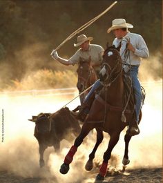 two men are riding horses and pulling a steer with one man on the other side