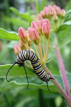 a black and white caterpillar on pink flowers