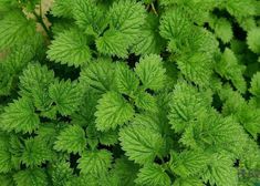 green leaves are growing in the garden