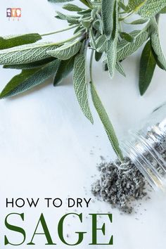 an image of sage in a jar with the title how to dry sage