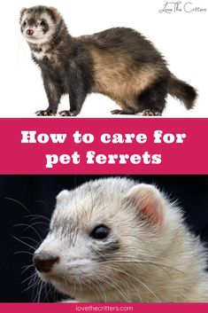 an ferret is shown with the words how to care for pet ferrets