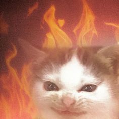 a white kitten sitting in front of a fire with its eyes wide open and looking at the camera