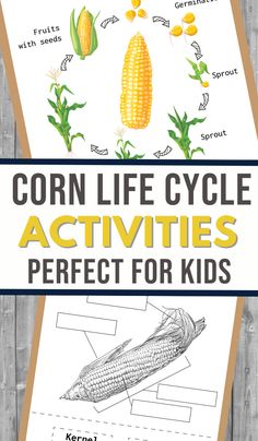 the corn life cycle worksheet for kids to learn how to draw and color