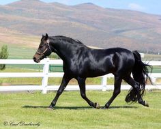 a black horse is galloping through the grass in front of a white fence and mountains