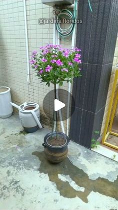 a potted plant sitting on top of a cement floor