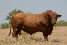 a large brown cow standing on top of a dry grass covered field with trees in the background