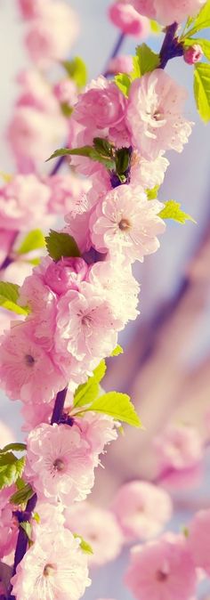 pink flowers are blooming on a tree branch