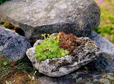 a rock with some plants growing out of it