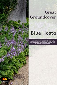 blue hosta growing on the side of a road