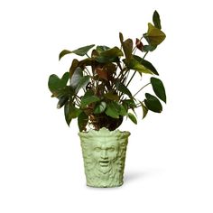 a potted plant with green leaves and a face on the side, in front of a white background