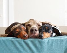 two dogs sleeping on top of a couch with their heads resting on each other's backs