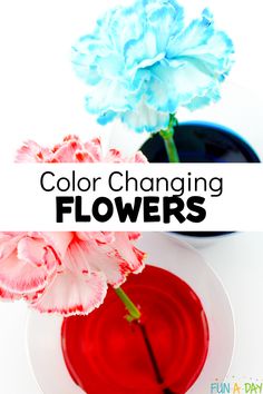 a white plate topped with red and blue flowers next to a vase filled with pink carnations