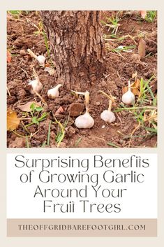 garlic growing in the ground next to a tree with text saying surprising benefits of growing garlic around your fruit trees