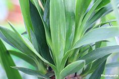 a close up view of some green plants