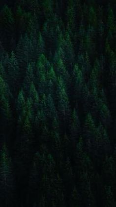 an aerial view of some trees in the woods at night with only one tree visible