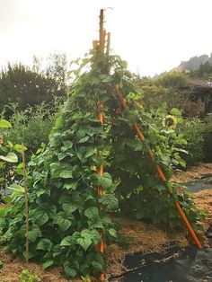 a garden with lots of plants growing in the ground and some straw on the ground