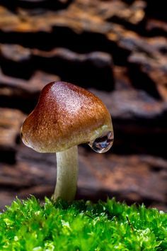 a small brown mushroom sitting on top of green moss