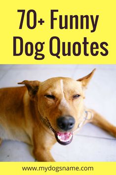 a brown dog laying on top of a white tile floor next to a yellow sign that says 70 funny dog quotes