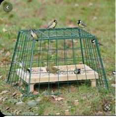 several birds are sitting in a cage on the ground next to a bird seed feeder