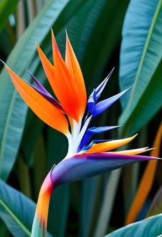 a colorful bird of paradise flower with green leaves in the background