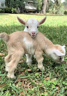 two baby goats are playing in the grass