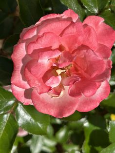 a pink flower with green leaves in the background