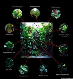 an image of plants in the dark with their names and pictures on it's side