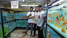 three men standing in front of an aquarium with orange fish inside and the caption reads f j discuss hatchery in mumbai