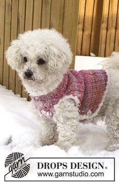 a small white dog wearing a sweater in the snow