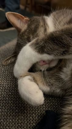 a close up of a cat laying on top of a couch with it's eyes closed