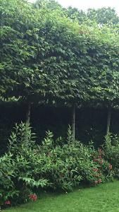 a bench sitting in the middle of a lush green park next to a tall hedge