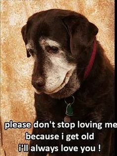 a black dog sitting in front of a wall with a quote on it that says, please do't stop loving me because i get old i'll'll'll always love you