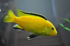 a yellow fish with black stripes swimming in an aquarium