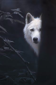 a white wolf looks out from behind some branches