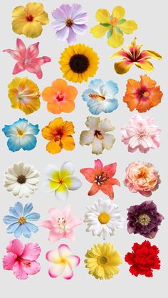 an assortment of different colored flowers on a white background